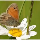 Kleines Wiesenvögelchen (Coenonympha pamphilus)