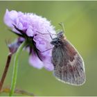 Kleines Wiesenvögelchen (Coenonympha pamphilus)...