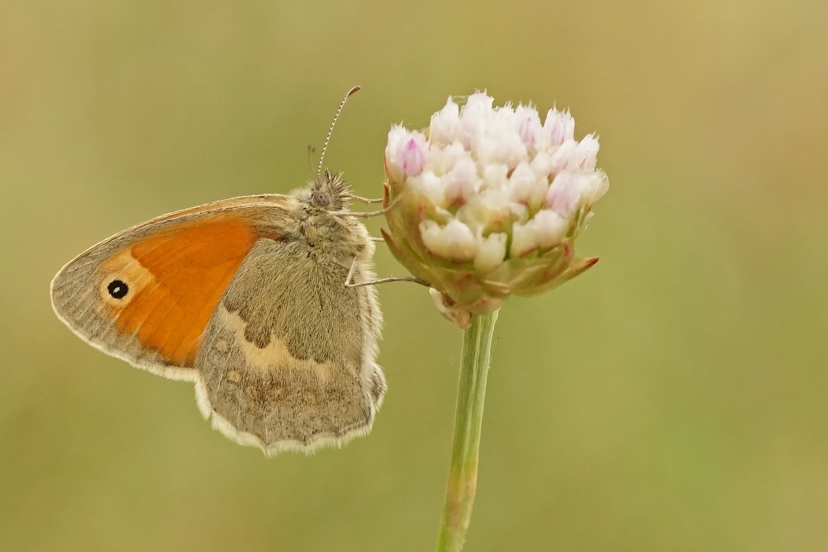 Kleines Wiesenvögelchen (Coenonympha pamphilus)