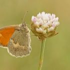 Kleines Wiesenvögelchen (Coenonympha pamphilus)