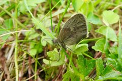 Kleines Wiesenvögelchen (Coenonympha pamphilus).