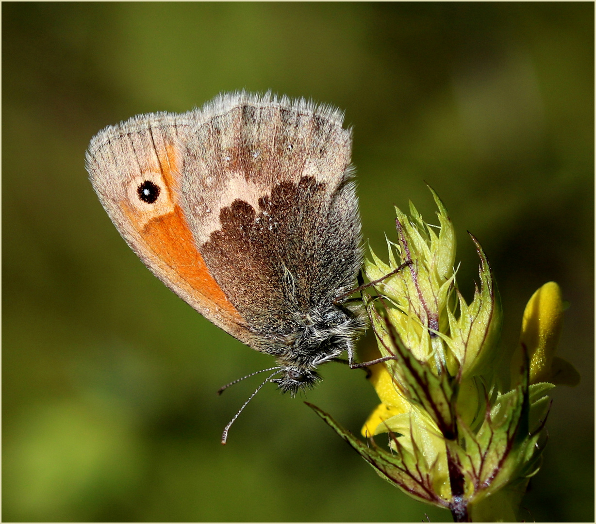 Kleines Wiesenvögelchen (Coenonympha pamphilus)...