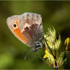 Kleines Wiesenvögelchen (Coenonympha pamphilus)...