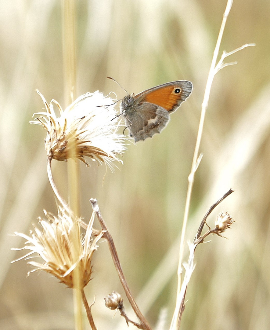 Kleines Wiesenvögelchen - Coenonympha pamphilus / Edelfalter / auch kl. Heufalter genannt