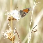 Kleines Wiesenvögelchen - Coenonympha pamphilus / Edelfalter / auch kl. Heufalter genannt