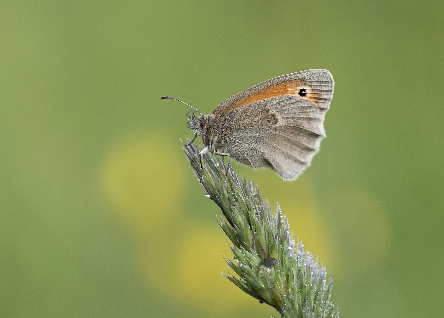 Kleines Wiesenvögelchen (Coenonympha pamphilus)