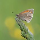 Kleines Wiesenvögelchen (Coenonympha pamphilus)