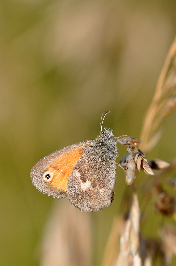 Kleines Wiesenvögelchen (Coenonympha pamphilus)