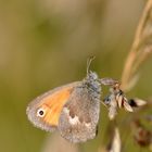 Kleines Wiesenvögelchen (Coenonympha pamphilus)