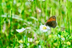 Kleines Wiesenvögelchen (Coenonympha pamphilus)