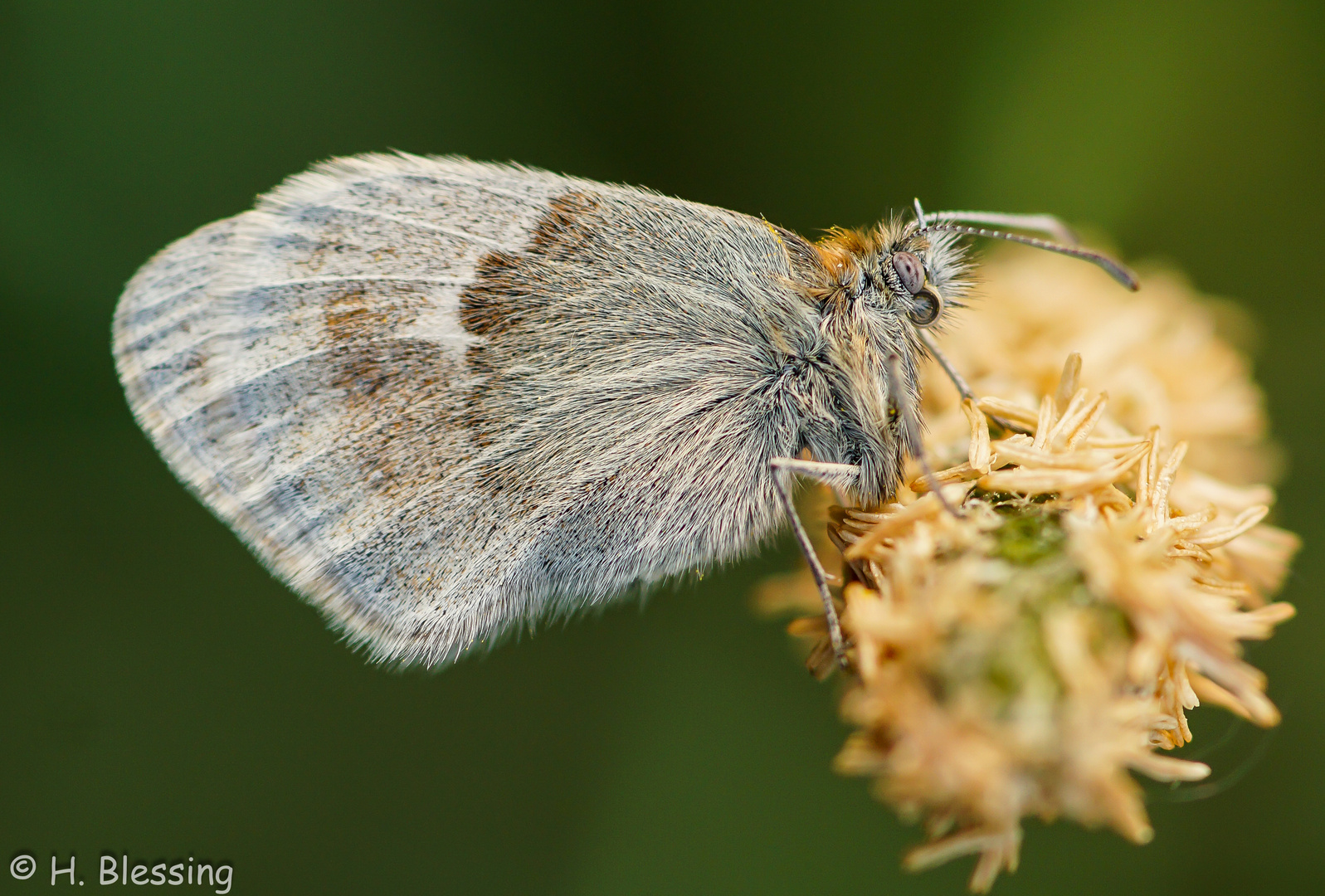 Kleines Wiesenvögelchen (Coenonympha pamphilus)