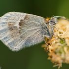 Kleines Wiesenvögelchen (Coenonympha pamphilus)