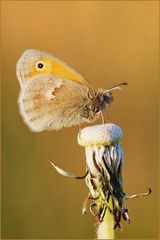 Kleines Wiesenvögelchen - Coenonympha pamphilus