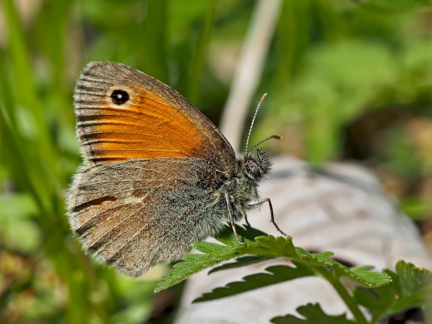 Kleines Wiesenvögelchen (Coenonympha pamphilus) - Le Petit Papillon des foins.