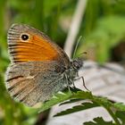 Kleines Wiesenvögelchen (Coenonympha pamphilus) - Le Petit Papillon des foins.