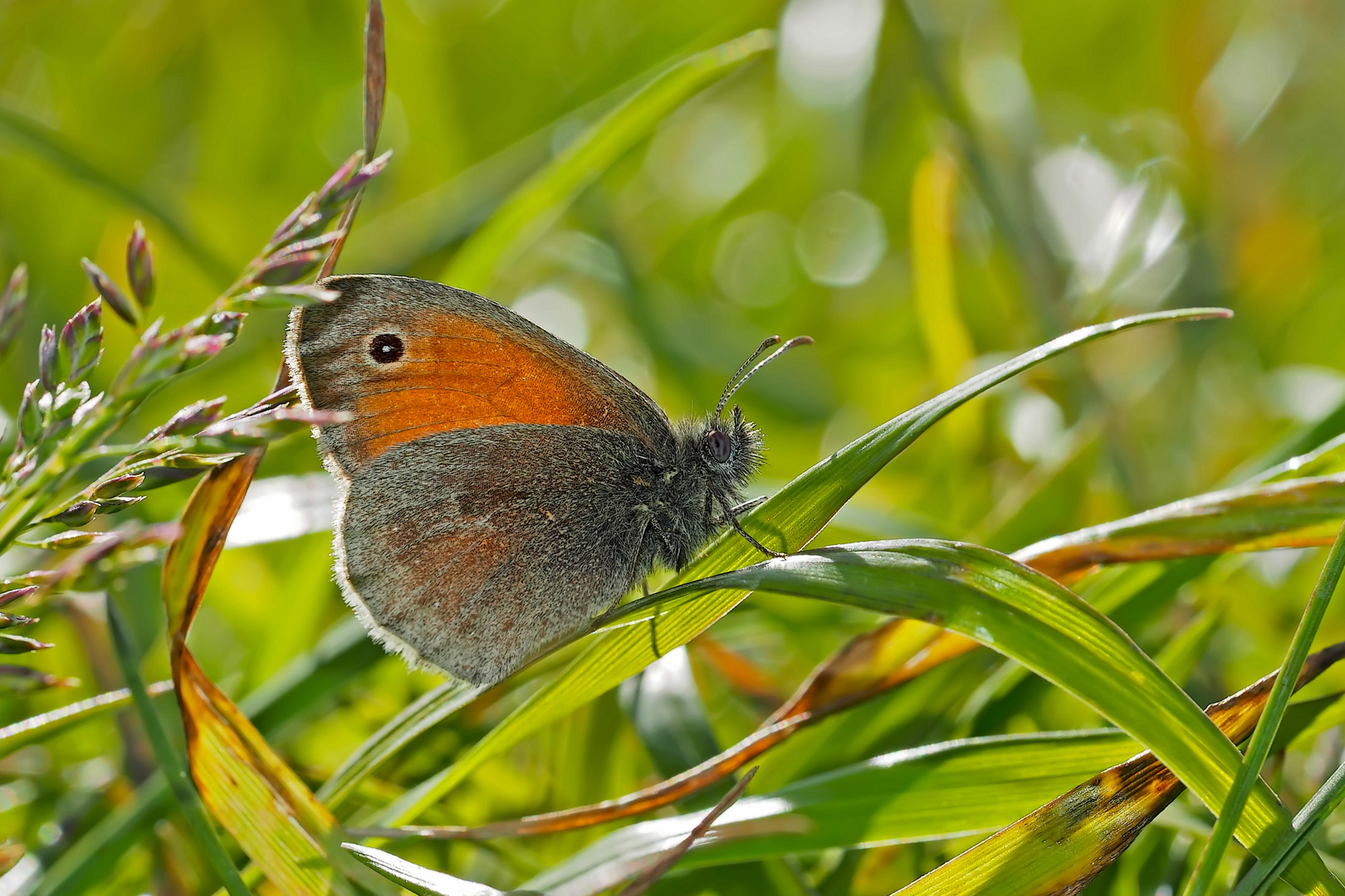 Kleines Wiesenvögelchen (Coenonympha pamphilus) - Le Procris.