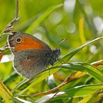 Kleines Wiesenvögelchen (Coenonympha pamphilus) - Le Procris.