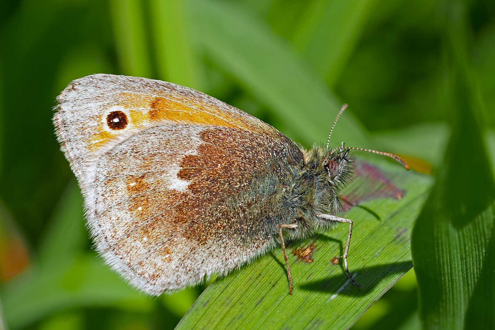 Kleines Wiesenvögelchen (Coenonympha pamphilus) - Le Procris appelé aussi le Fadet commun.