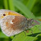 Kleines Wiesenvögelchen (Coenonympha pamphilus) - Le Procris appelé aussi le Fadet commun.