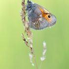 Kleines Wiesenvögelchen / Coenonympha pamphilus (ND)