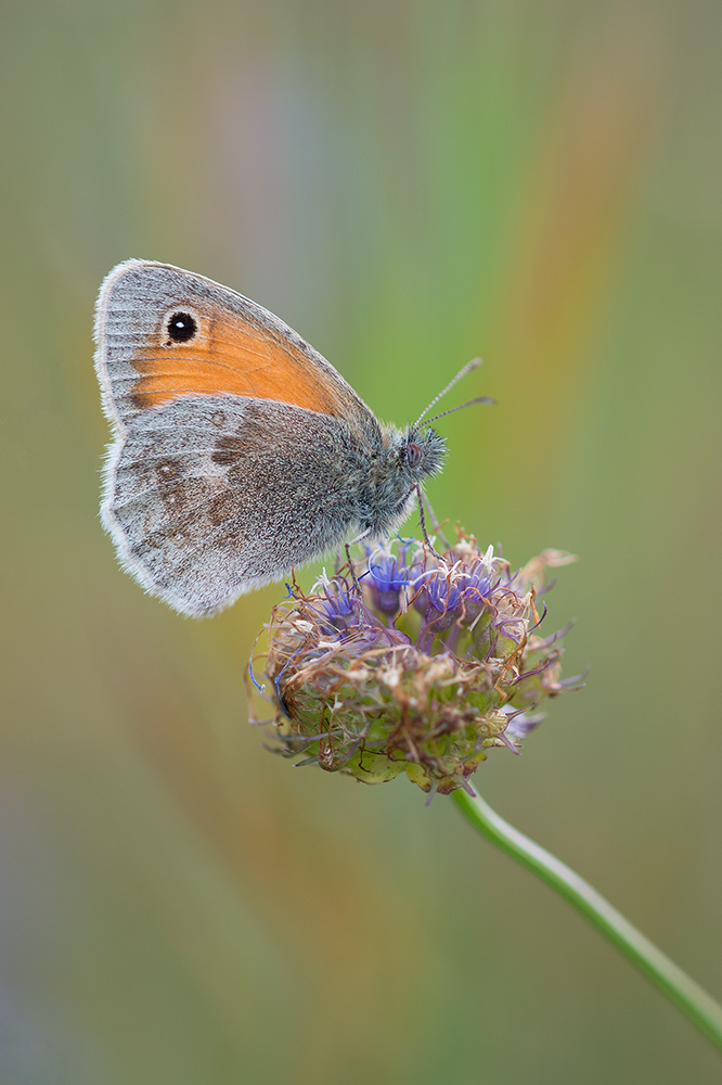 Kleines Wiesenvögelchen / Coenonympha pamphilus (ND)