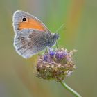 Kleines Wiesenvögelchen / Coenonympha pamphilus (ND)