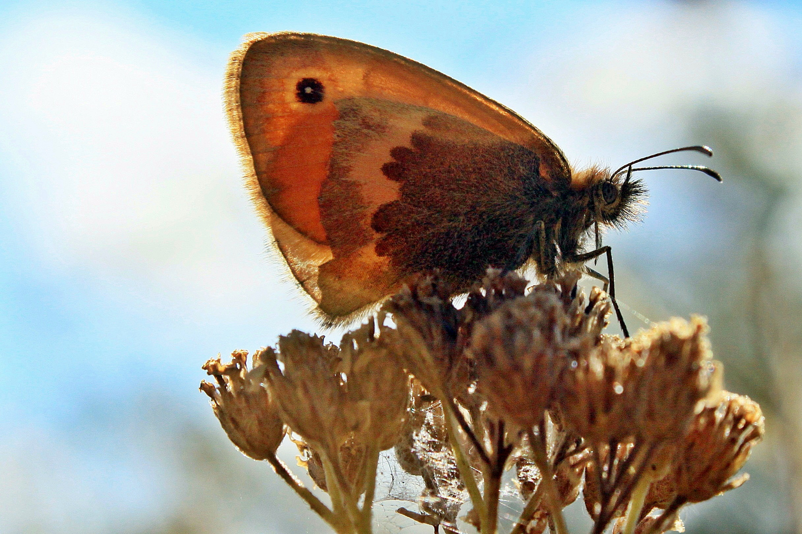 Kleines Wiesenvögelchen - Coenonympha pampilius -