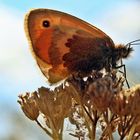 Kleines Wiesenvögelchen - Coenonympha pampilius -