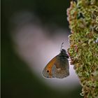 Kleines Wiesenvögelchen, Coinonympha pamphylus