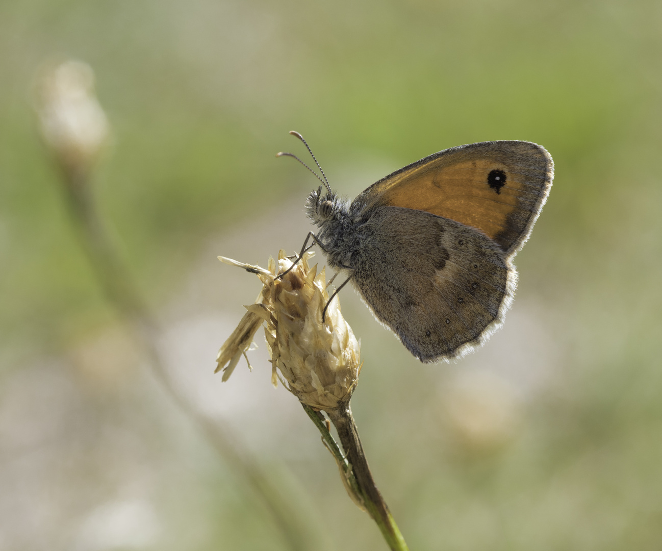 Kleines Wiesenvögelchen 