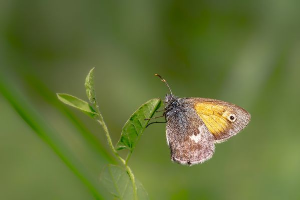 Kleines Wiesenvögelchen
