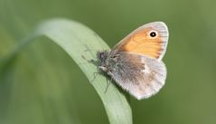 kleines wiesenvögelchen