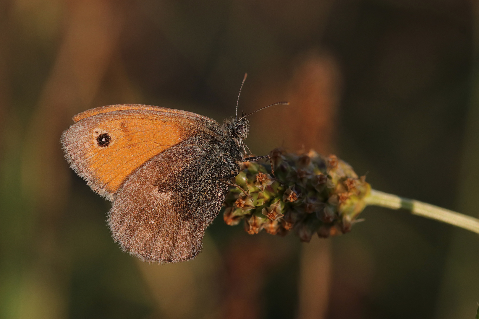 Kleines Wiesenvögelchen im Abendlicht