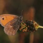 Kleines Wiesenvögelchen im Abendlicht