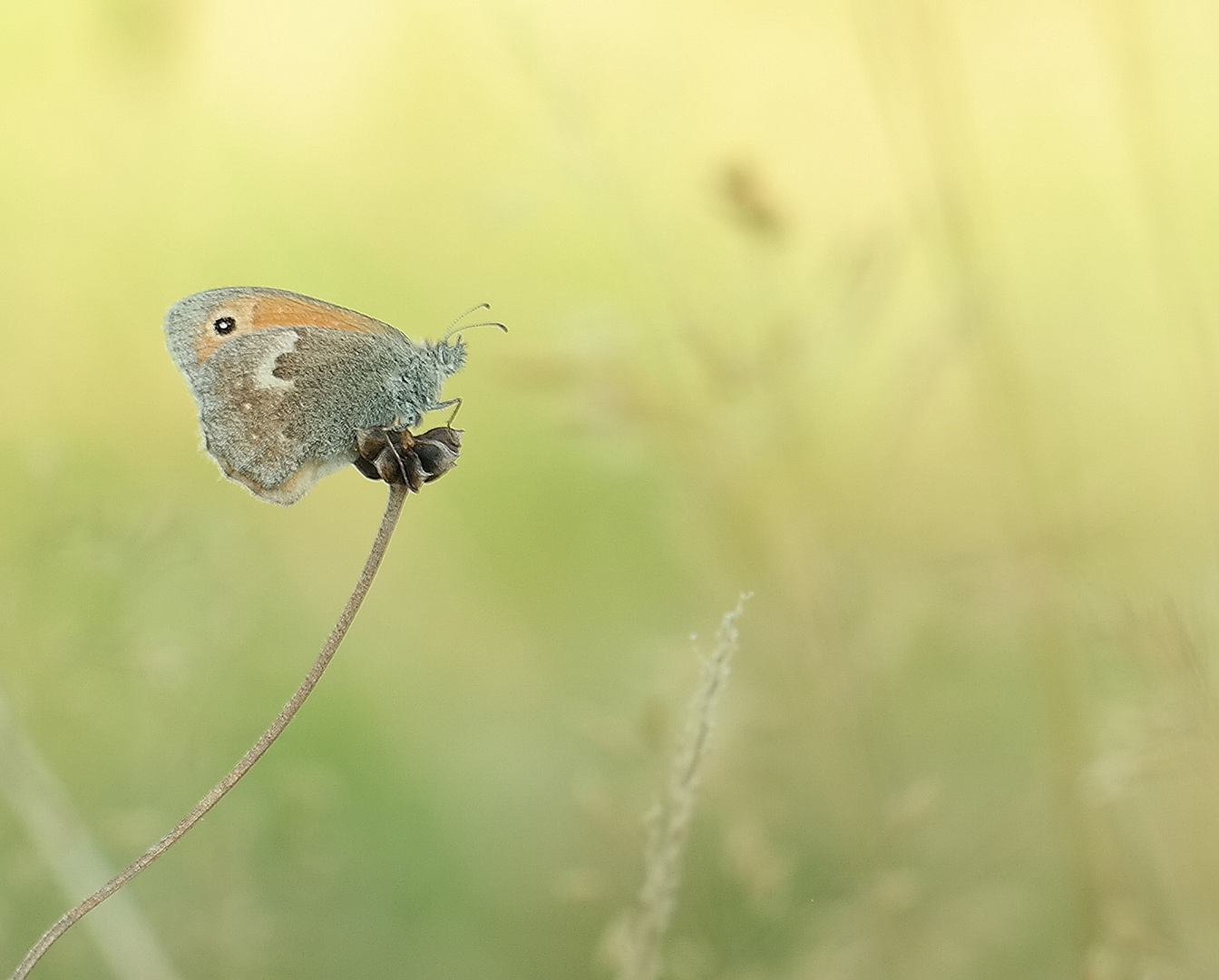 kleines Wiesenvögelchen  im Abendlicht