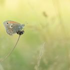 kleines Wiesenvögelchen  im Abendlicht