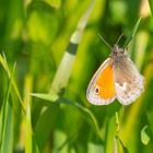 kleines Wiesenvögelchen im Gras