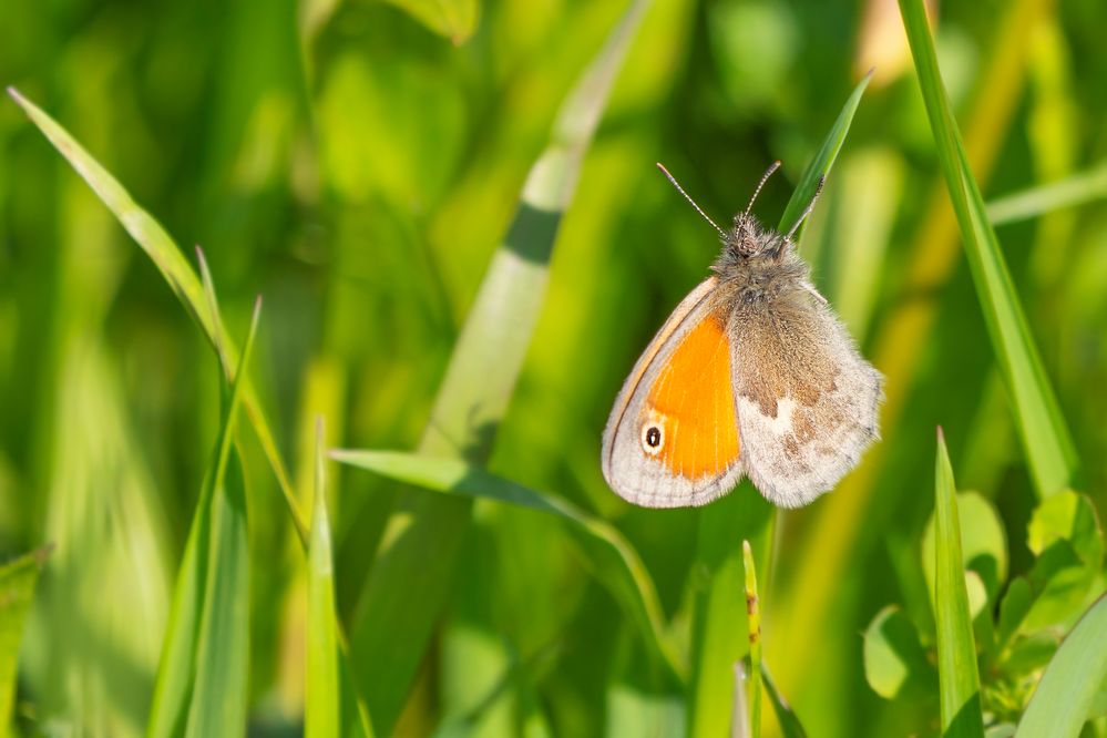 kleines Wiesenvögelchen im Gras