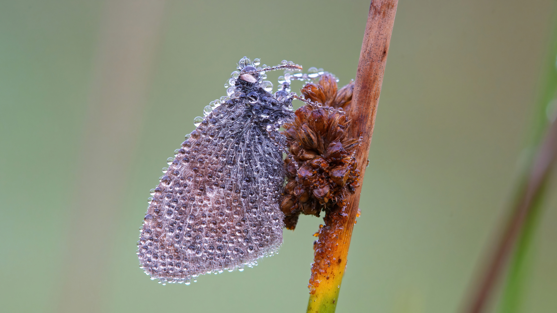 Kleines Wiesenvögelchen im Tautropfenkleid