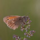 kleines Wiesenvögelchen in der Abendsonne