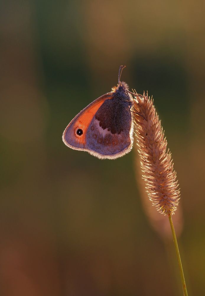 Kleines Wiesenvögelchen in der Abendsonne