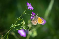 Kleines Wiesenvögelchen (Kleiner Heufalter)