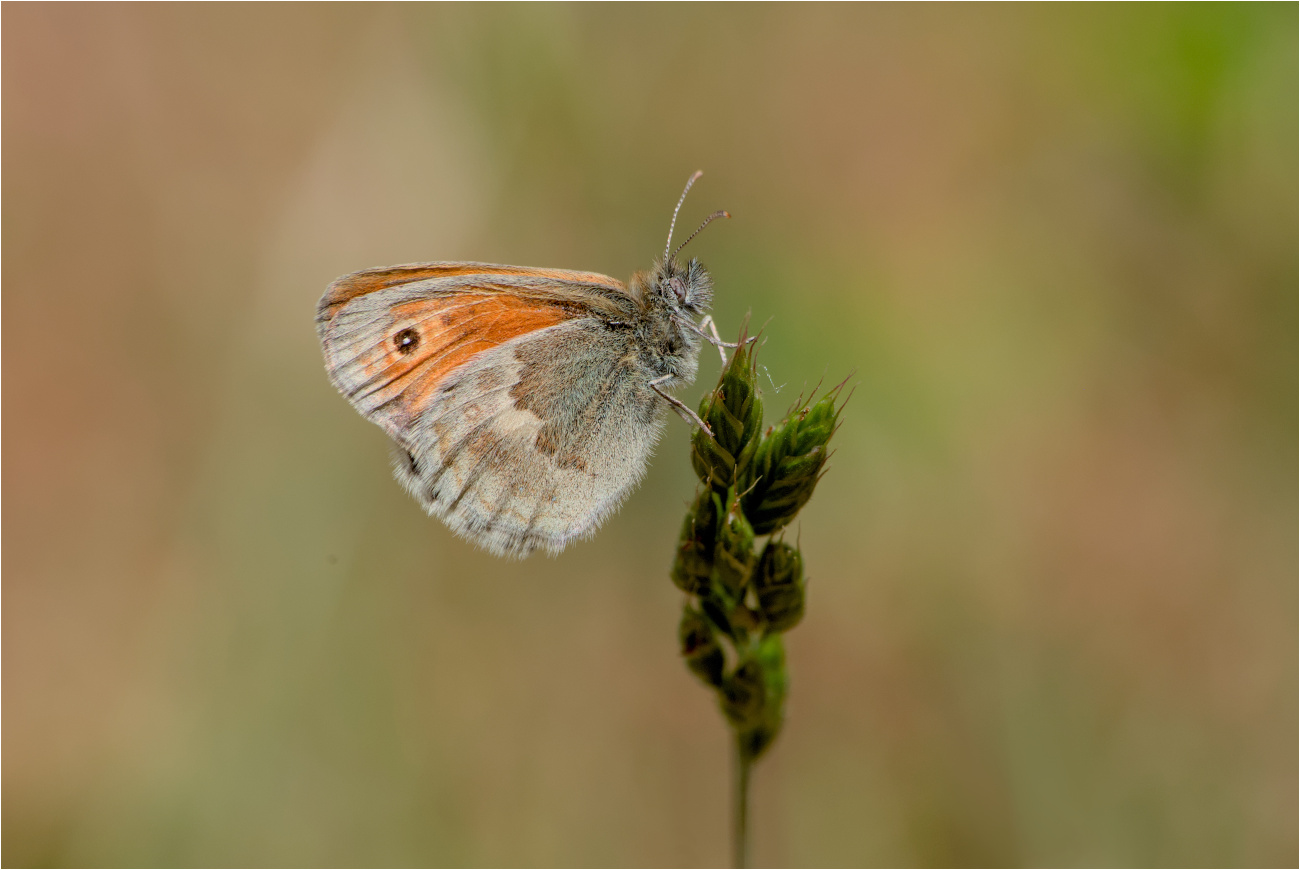 Kleines Wiesenvögelchen / Kleiner Heufalter (Coenonympha pamphilus)