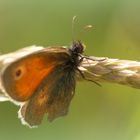 Kleines Wiesenvögelchen mit Flügelschaden