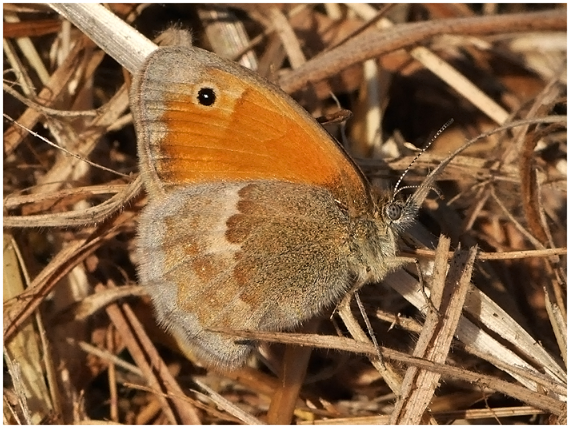 Kleines Wiesenvögelchen oder Kleiner Heufalter - Coenonympha pamphilus