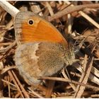 Kleines Wiesenvögelchen oder Kleiner Heufalter - Coenonympha pamphilus