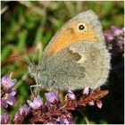 Kleines Wiesenvögelchen oder Kleiner Heufalter - Coenonympha pamphilus