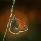 Kleines Wiesenvögelchen (Small heath (butterfly))