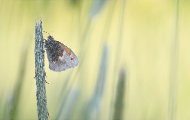 *Kleines Wiesenvögelchen & Stille im Wind*