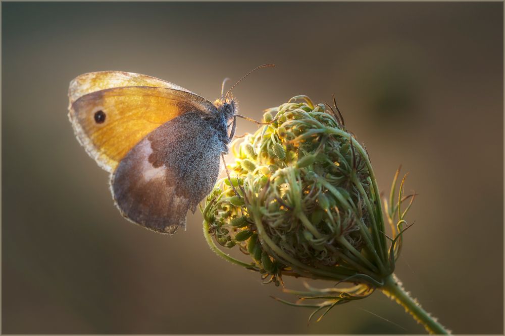 kleines Wiesenvöglchen